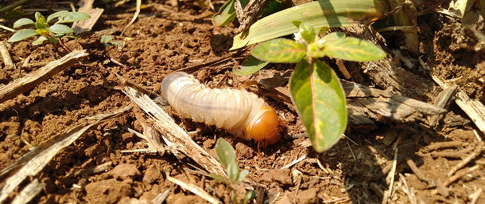 A single grub found in a landscape bed by a home in Sachse, TX.