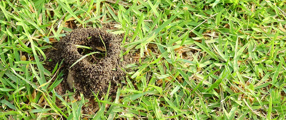Fire ant hill found in a client's lawn in Rockwall, TX.
