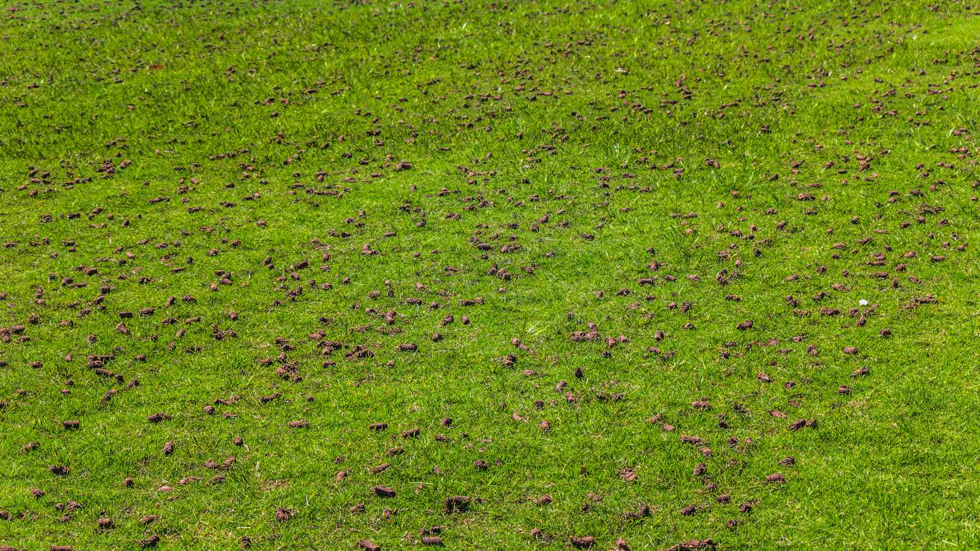 Aeration cores spread among a lawn in Rowlett, TX.