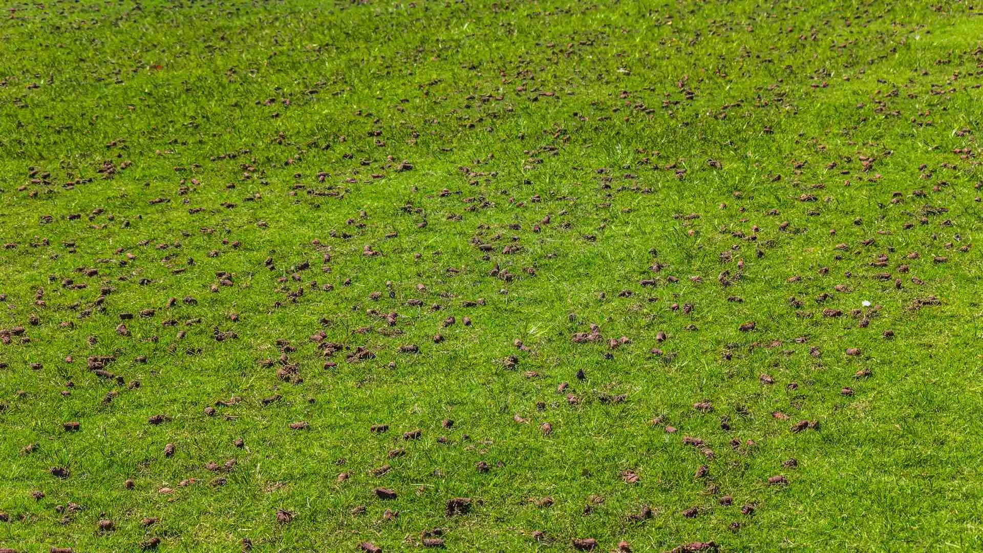 Aeration cores spread among a lawn in Rowlett, TX.