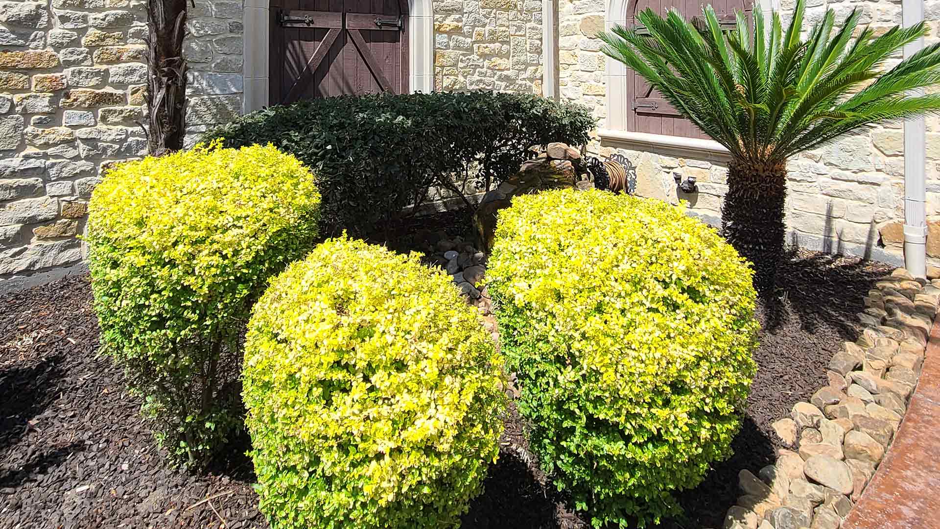 Landscape bed with maintained and groomed shrubs in Rockwall, TX.