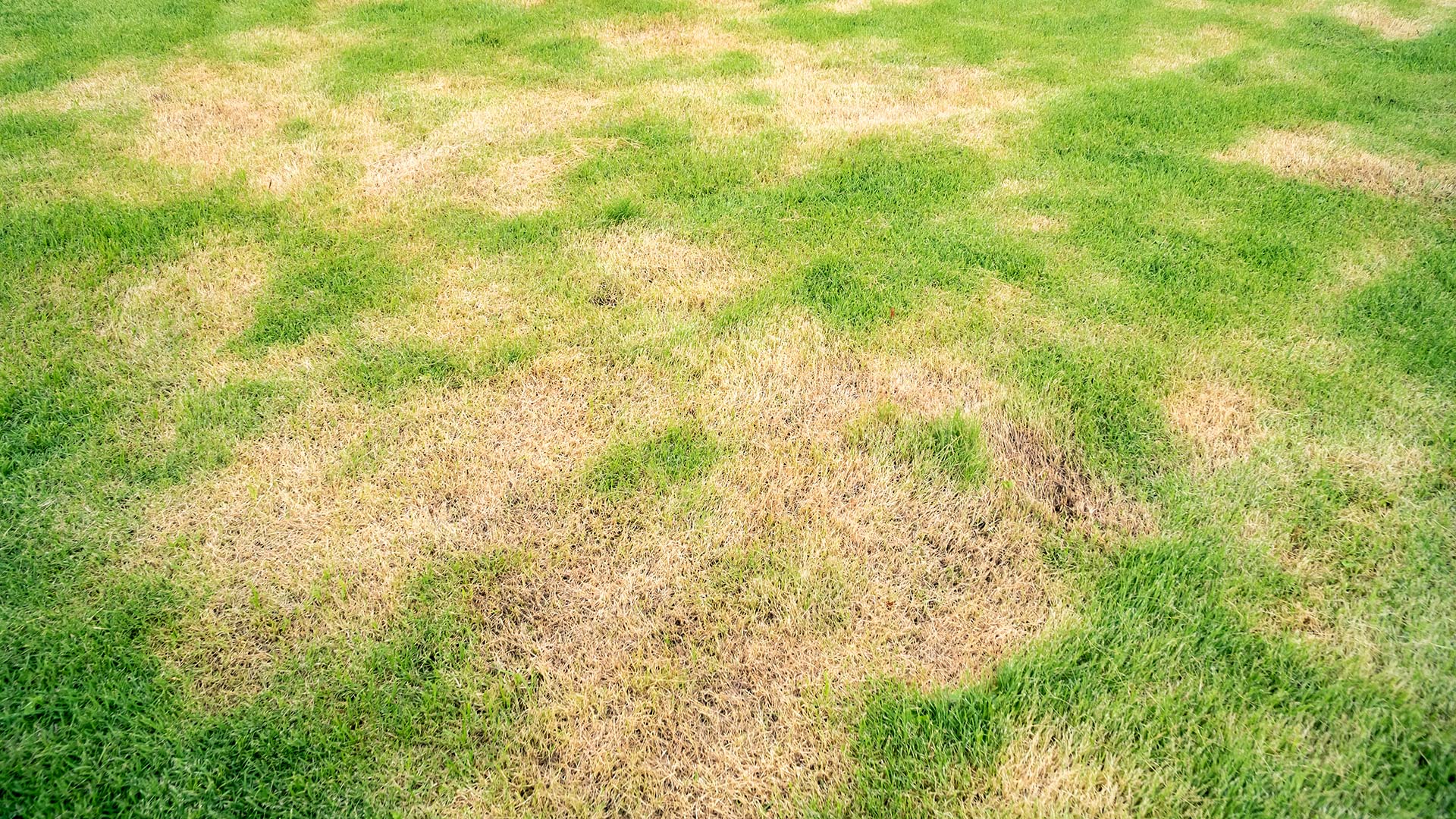 A lawn suffering from brown patches and in need of treatment in Rockwall, TX.