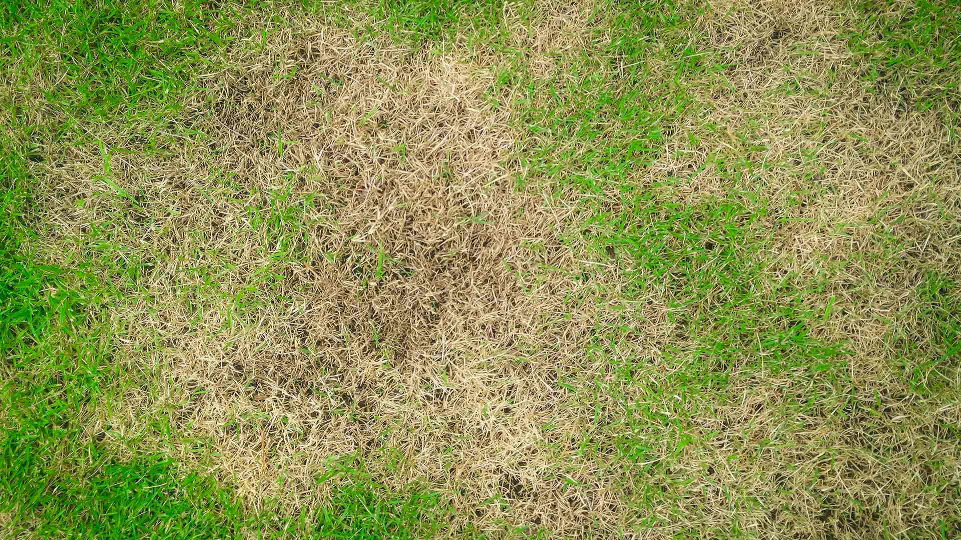 Do You Suspect Your Lawn Is Suffering From Brown Patch? Here’s What to Do
