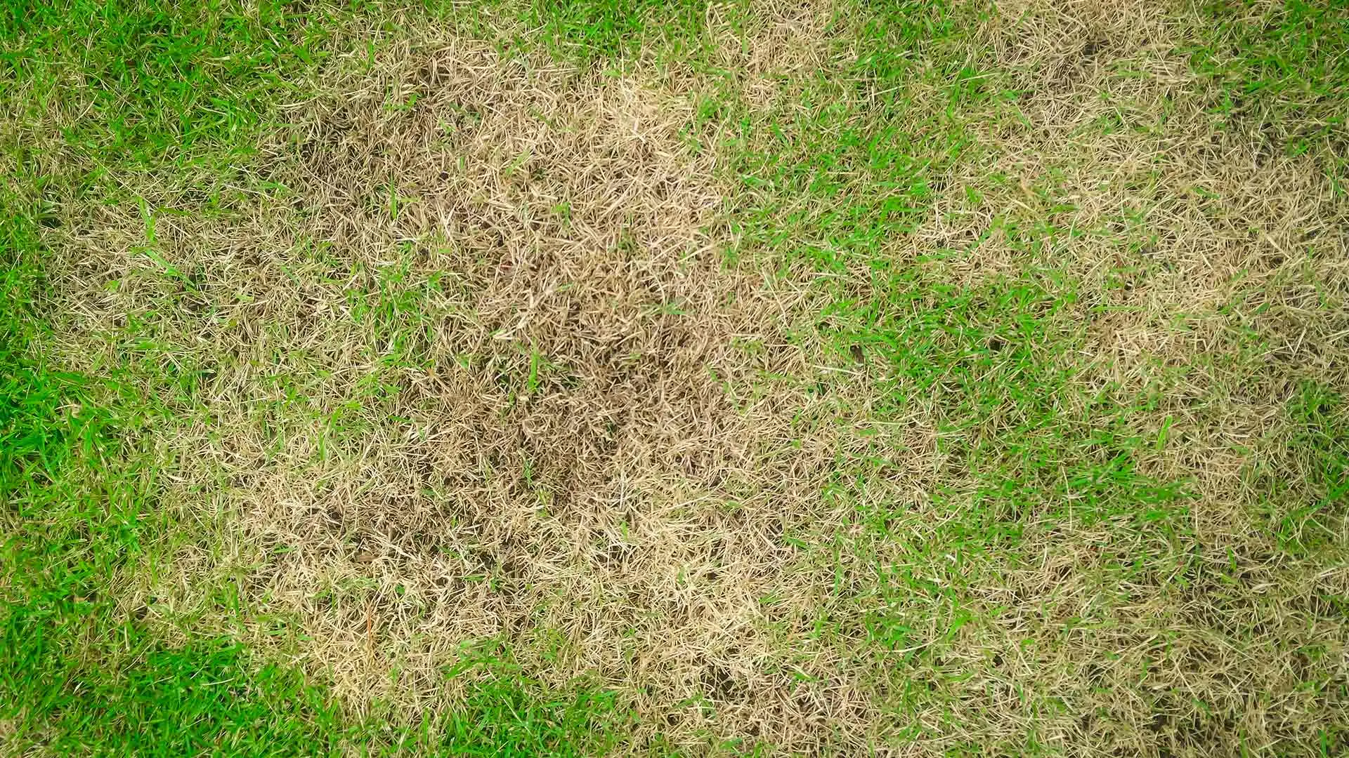 Brown Patch Lawn Disease 101 - Everything You Need to Know