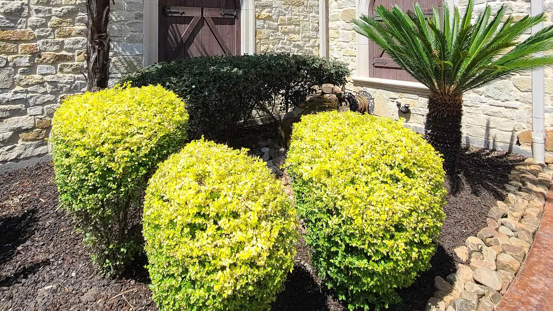 Maintained shrubs in a landscape bed performed by Arboreal professionals in Wylie, TX.