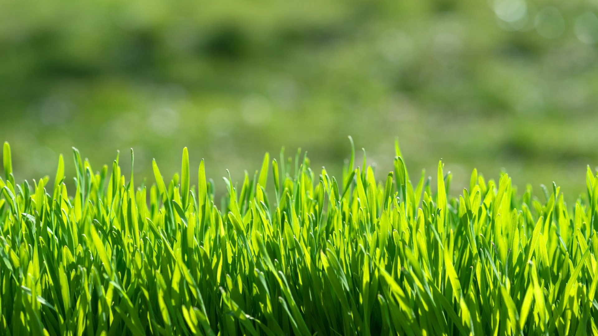 What’s the Difference Between Liquid & Granular Fertilizer?