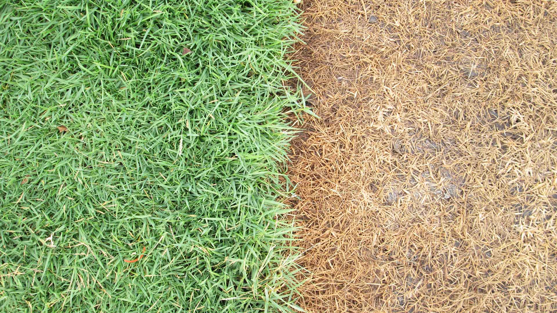 3 Mistakes You Could Make if You Try to Fertilize Your Own Lawn