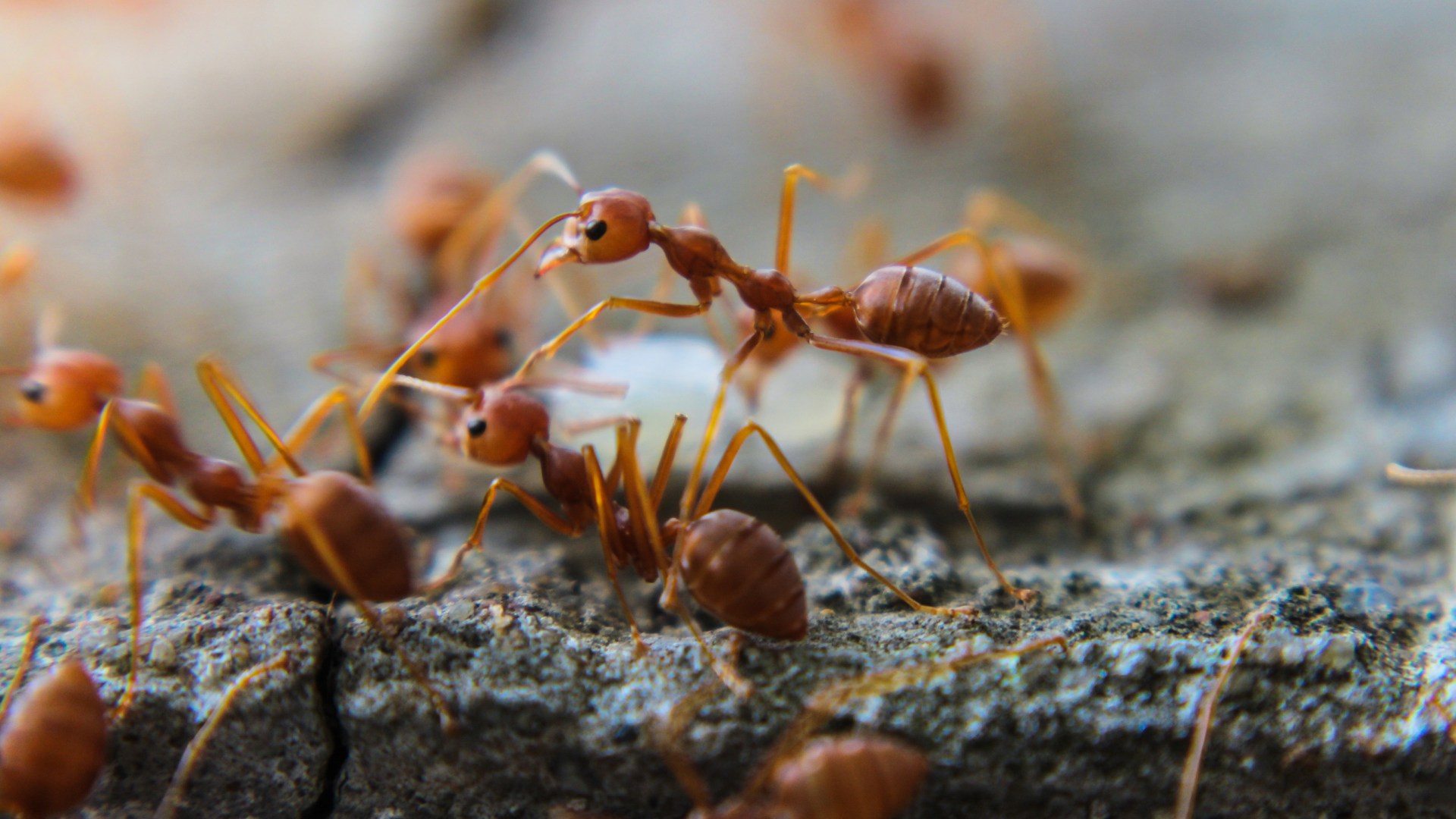 Fire ants gathered together on concrete in Rowlett, TX.