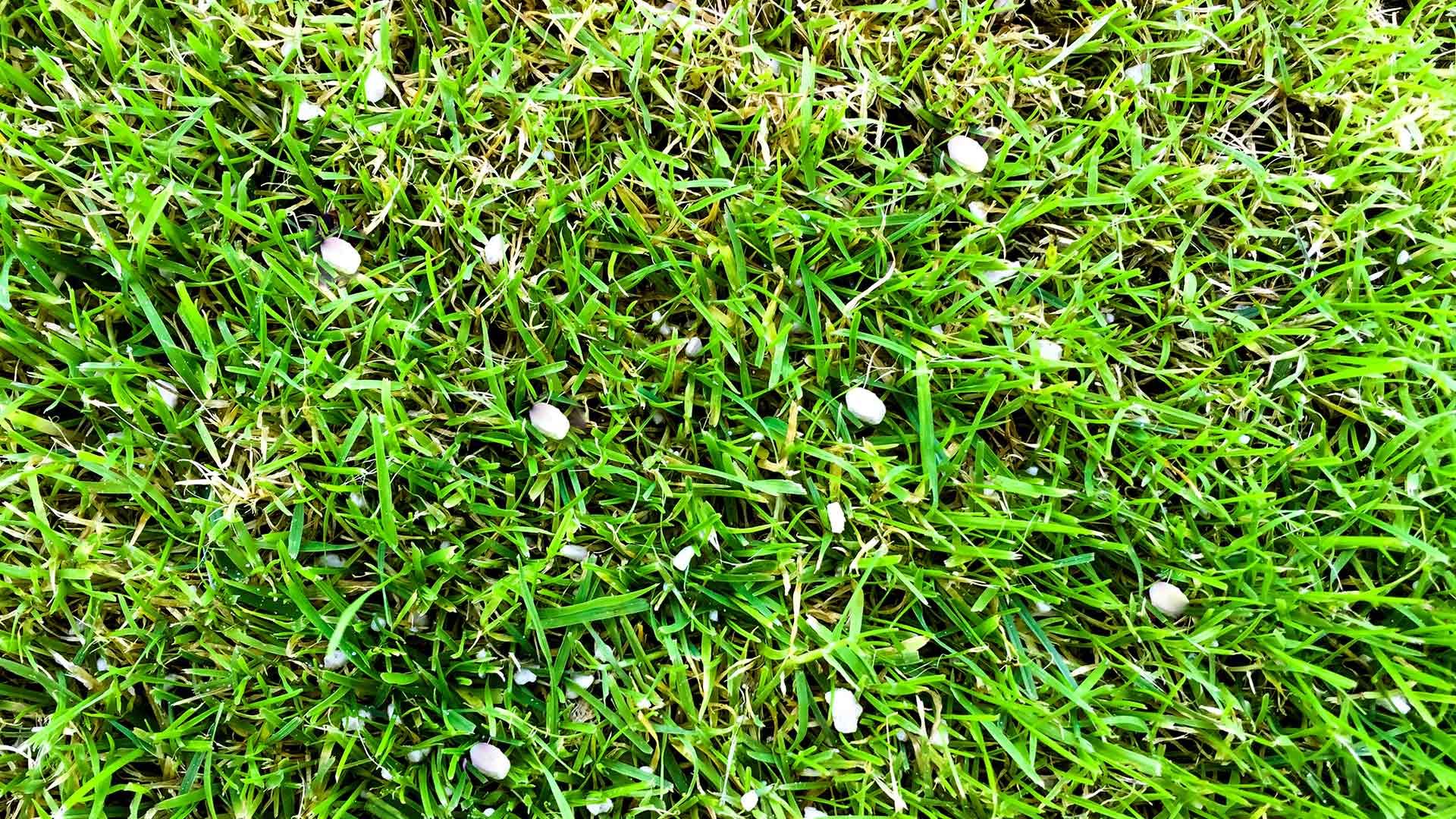 Granular fertilizer spread among a green lawn in Rowlett, TX.