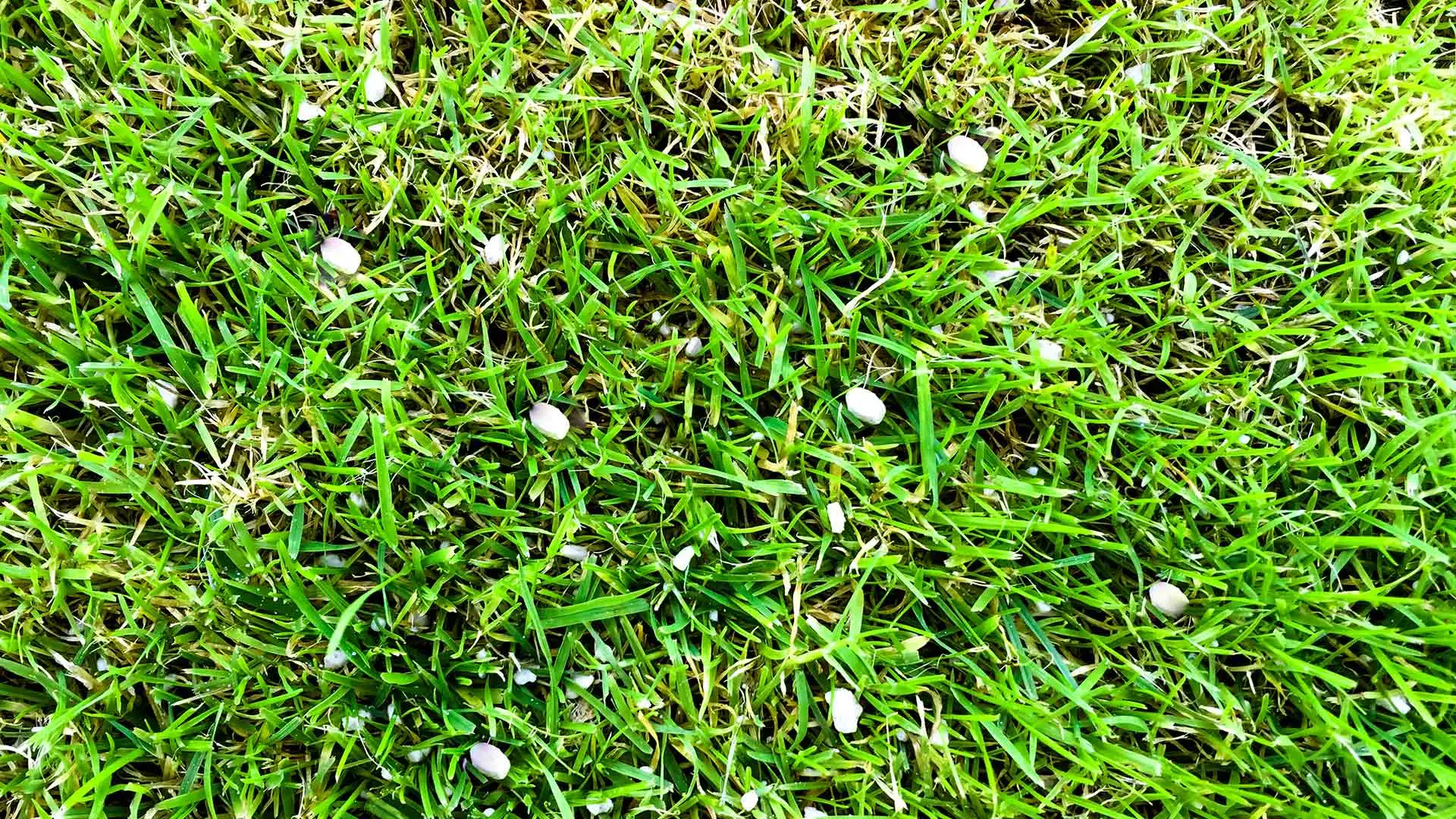 Granular fertilizer spread among a green lawn in Rowlett, TX.