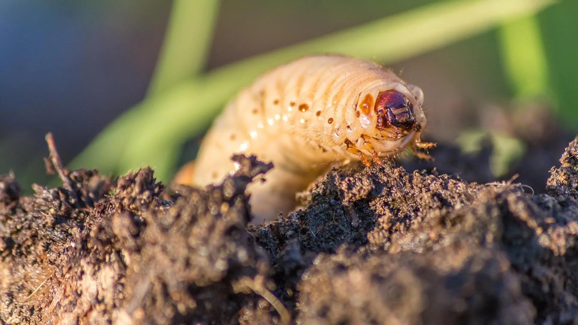 Whatever You Do, Don’t Skip Preventative Grub Control!