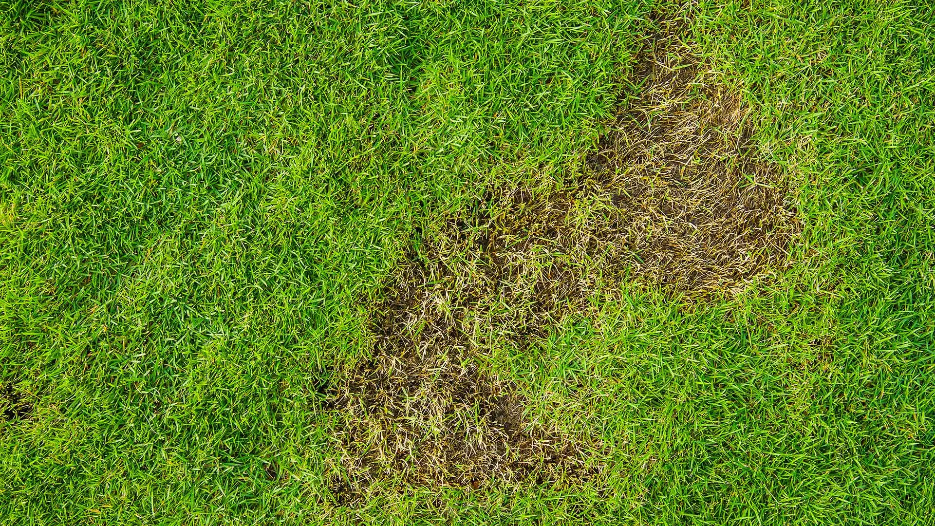 4 Signs That Likely Indicate Your Lawn Is Infested With Grubs