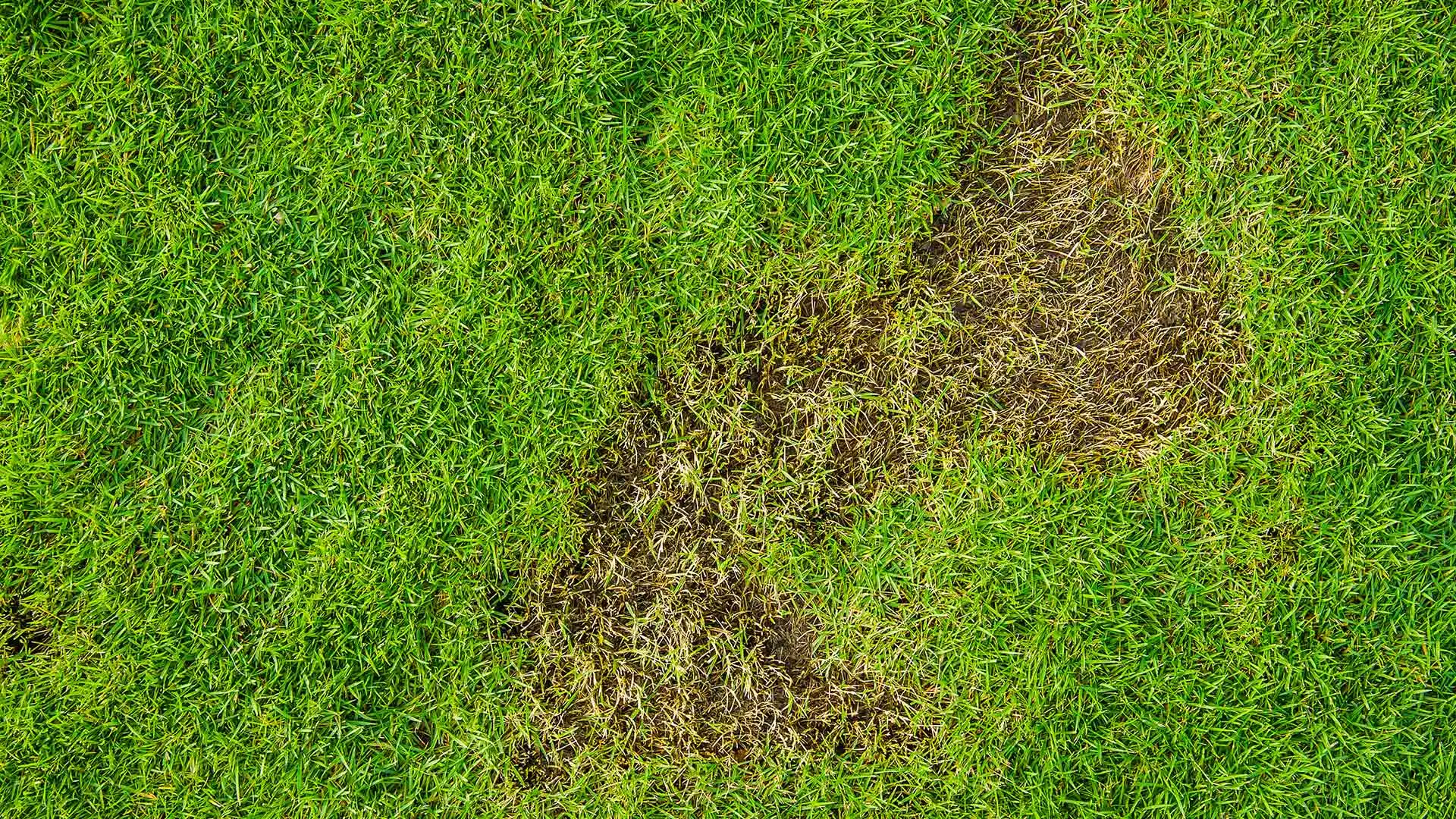 Are Grubs Making a Meal Out of Your Lawn? Here’s What to Do!