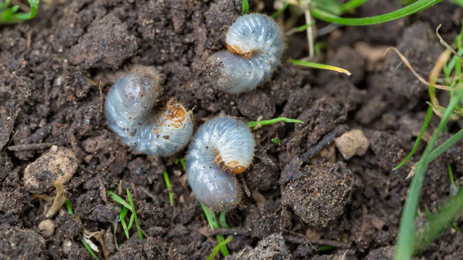Soil infested with grubs in Rockwall, TX.