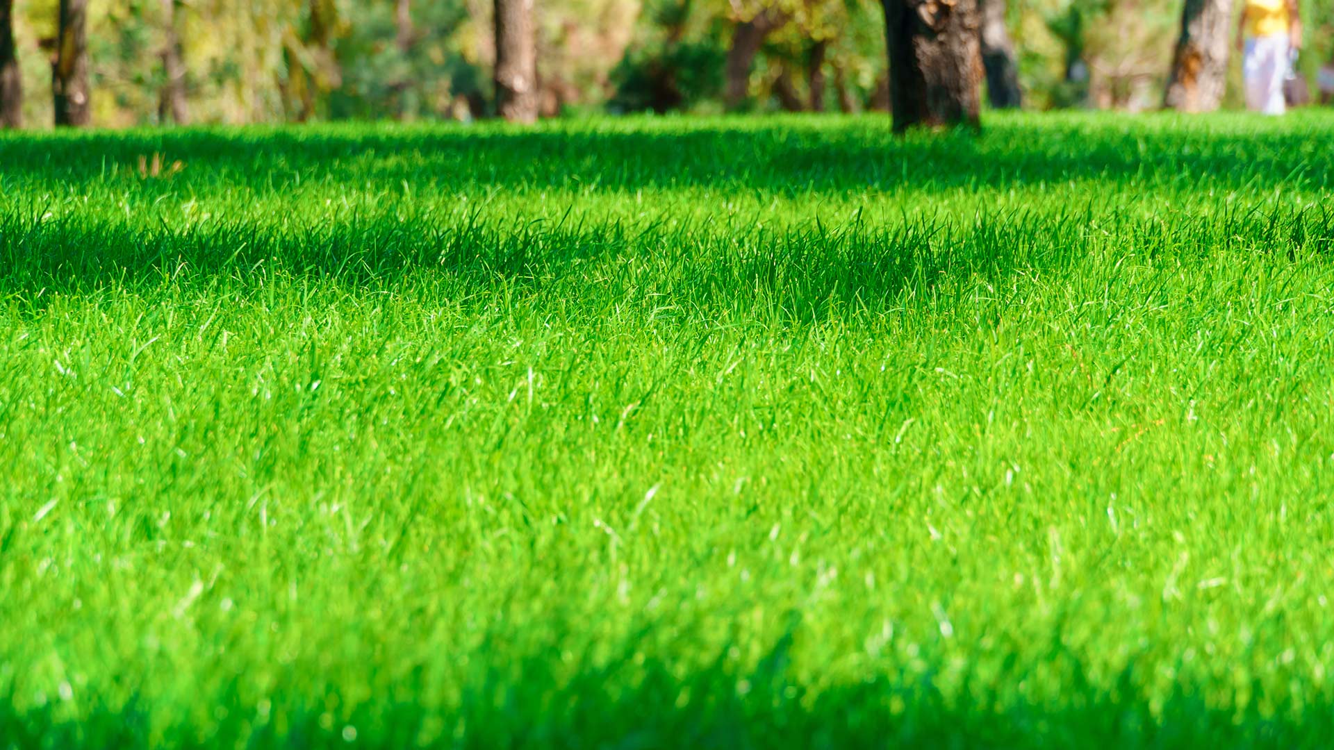 Fertilization & Weed Control - Always Combine These Two Lawn Care Services