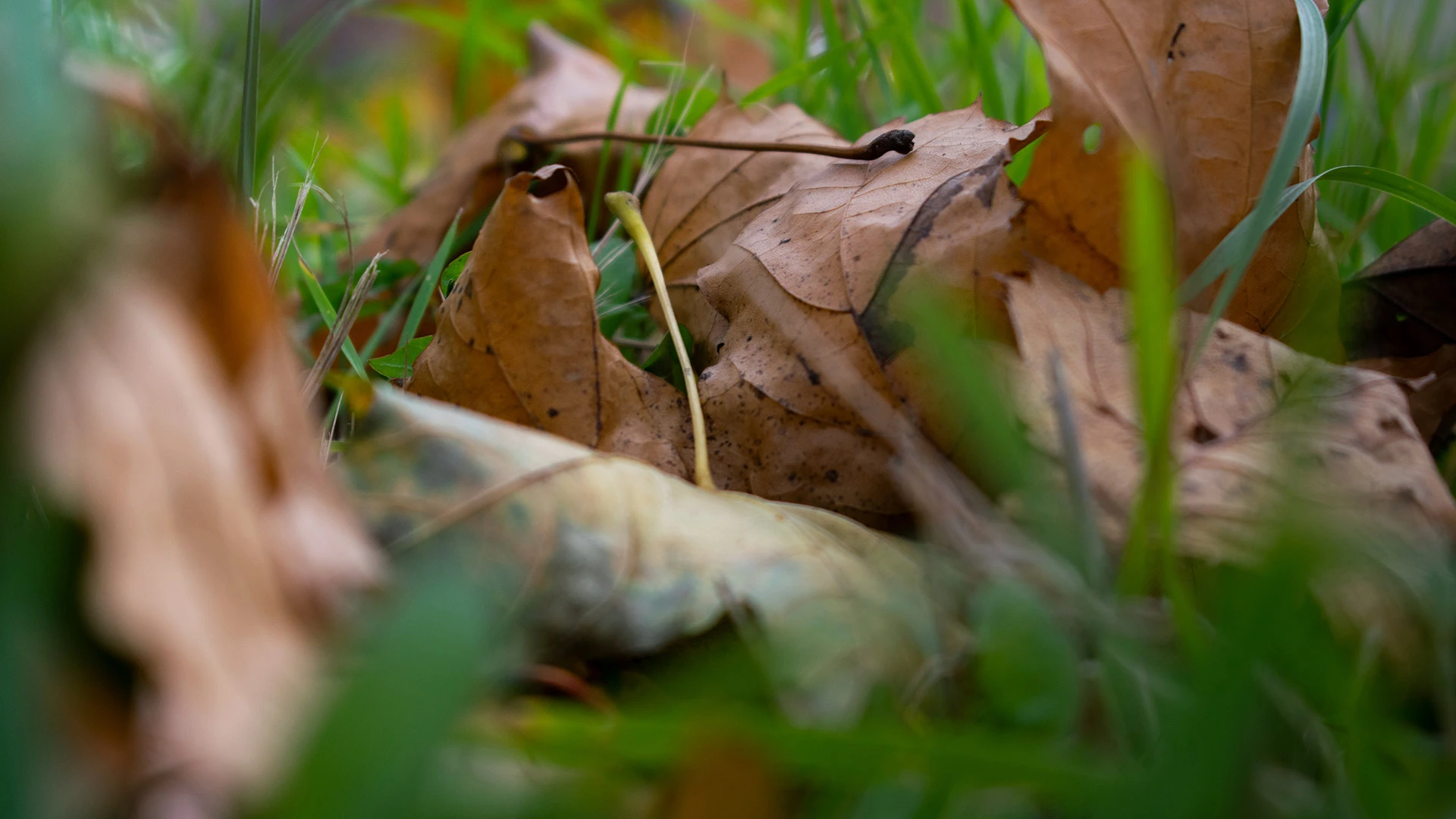 Don’t Ignore the Leaf Piles on Your Lawn This Fall!