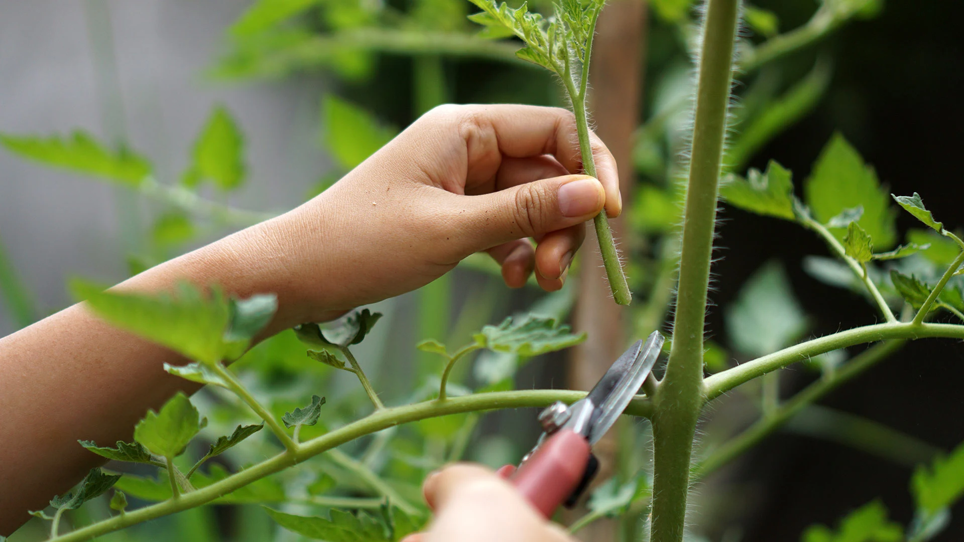 Trimming & Pruning - Your Plants Need Both!