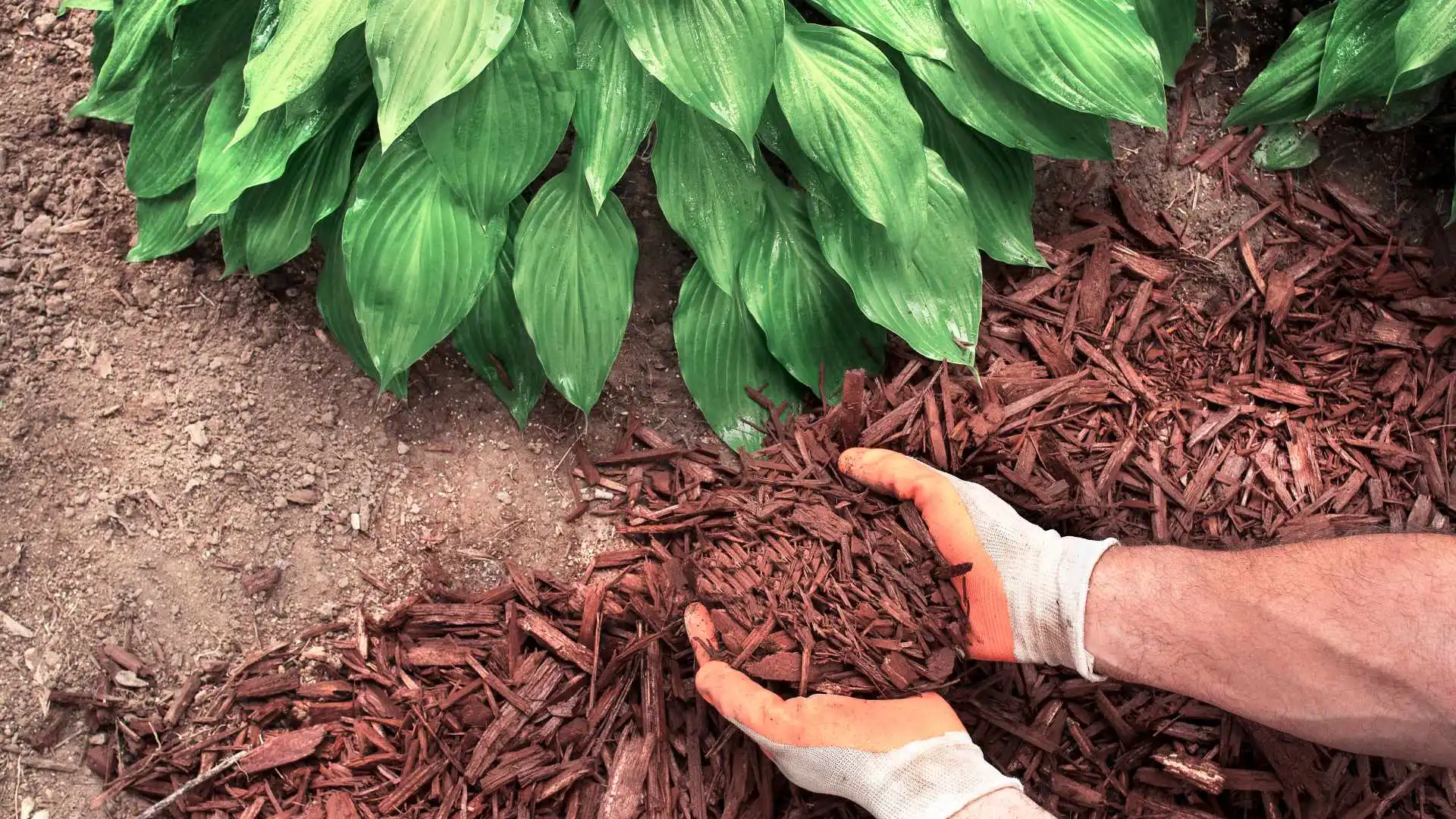 Red mulch being spread out on landscape bed in Rowlett, TX.