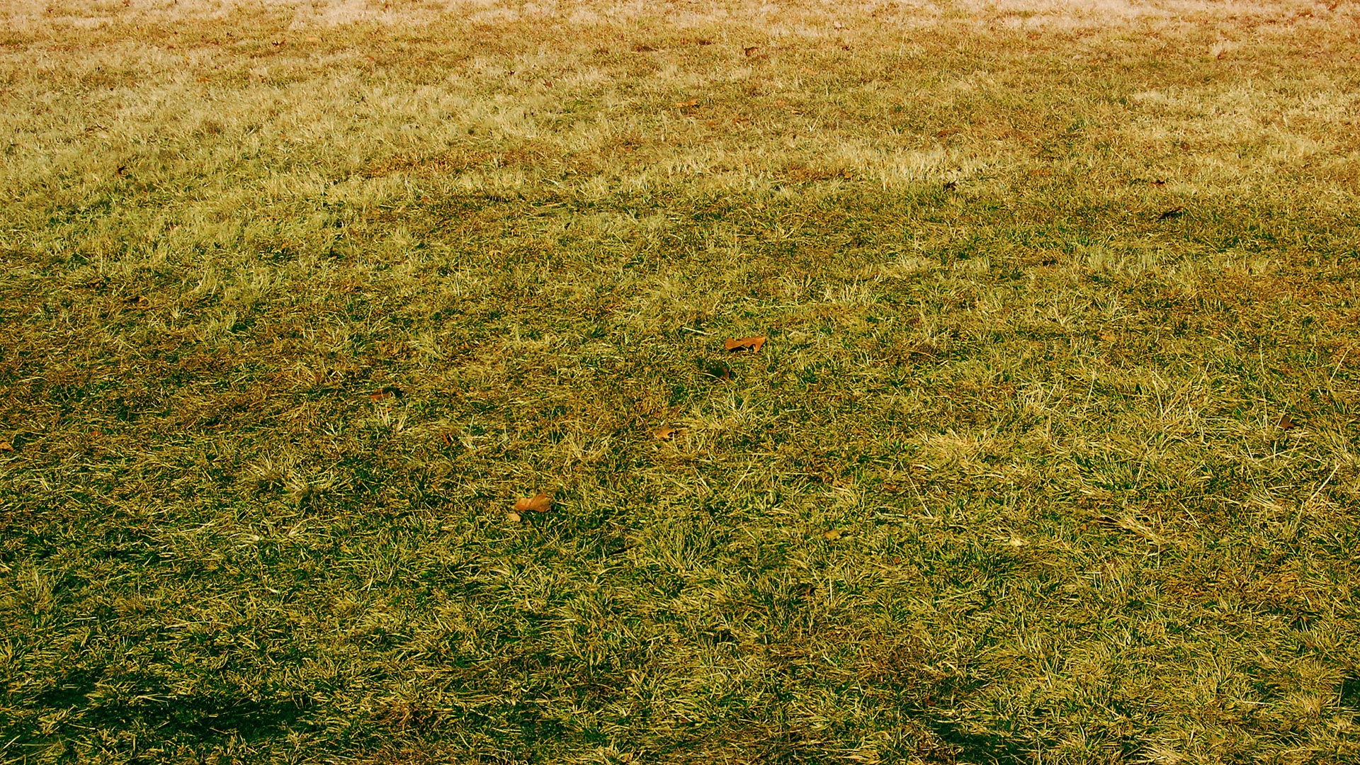 Take-All Root Rot - What Is It & How Do You Deal With It?