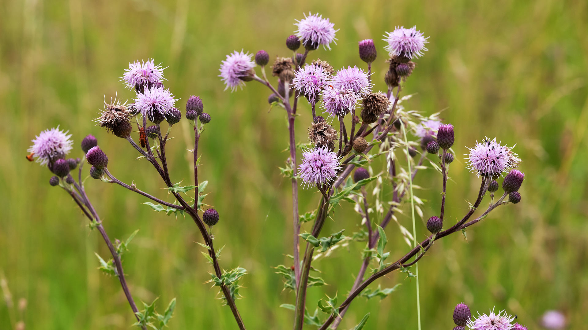 4 Weeds to Be on the Lookout for in Rockwall, TX