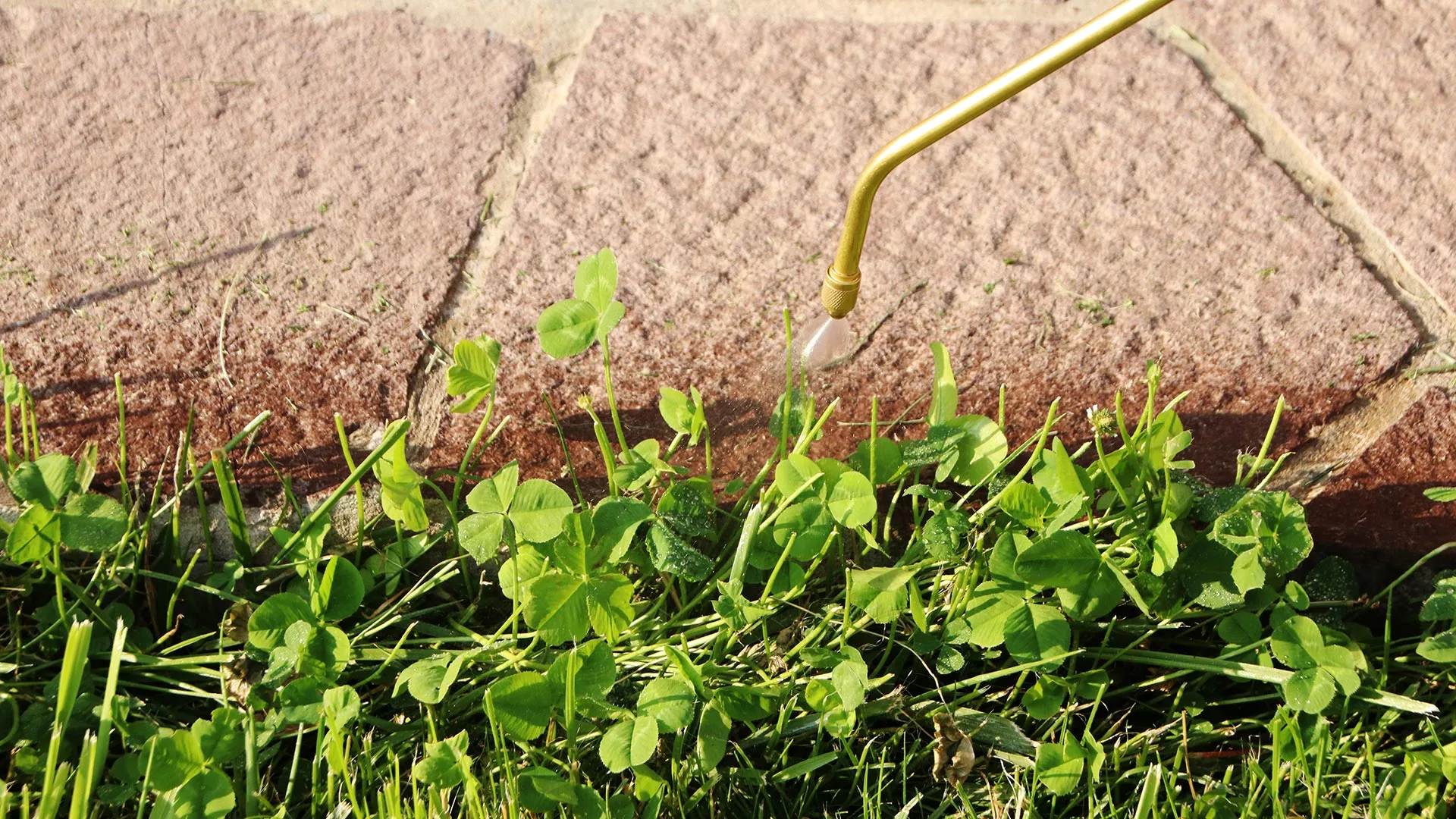 Weeds being sprayed by our lawn care specialists in Sachse, TX.