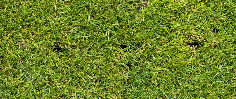 Aeration holes in a lawn in Wylie, TX.