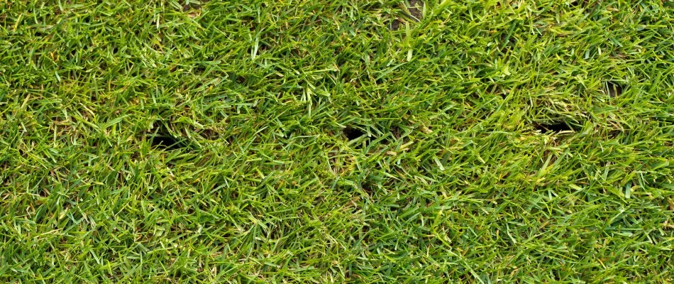 Aeration holes in a lawn in Wylie, TX.