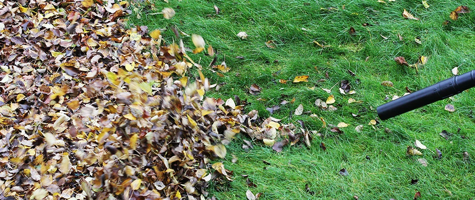 Our landscape maintenance professional blowing some leaves during a fall cleanup in Heath, TX.