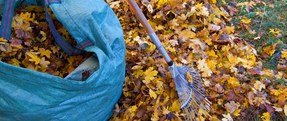 A big blue bag filled with leaves next to a rake in Wylie, TX.