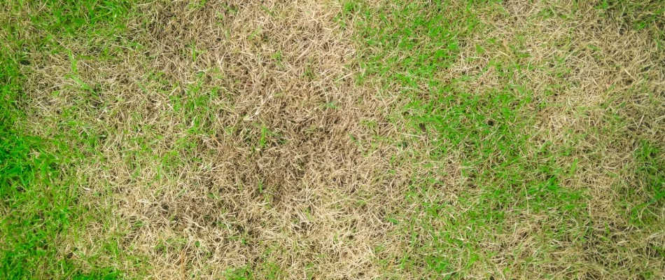 Brown patch infected lawn in Rockwall, TX.