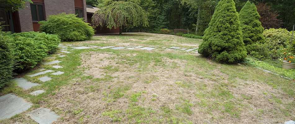Brown patch lawn disease found at a client's property in Rock Wall, TX.