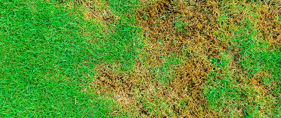 Brown patch due to a grub infestation in Rose Hill, TX.