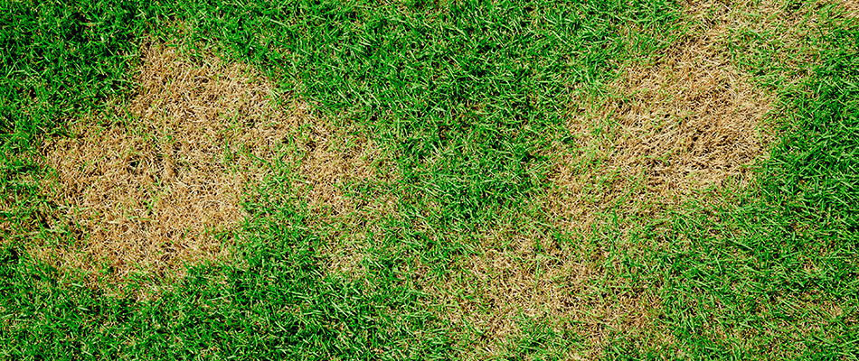 Brown patches spread throughout lawn in Wylie, TX.