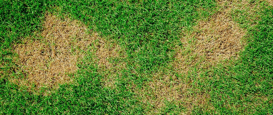 Brown patches in lawn in Wylie, TX.