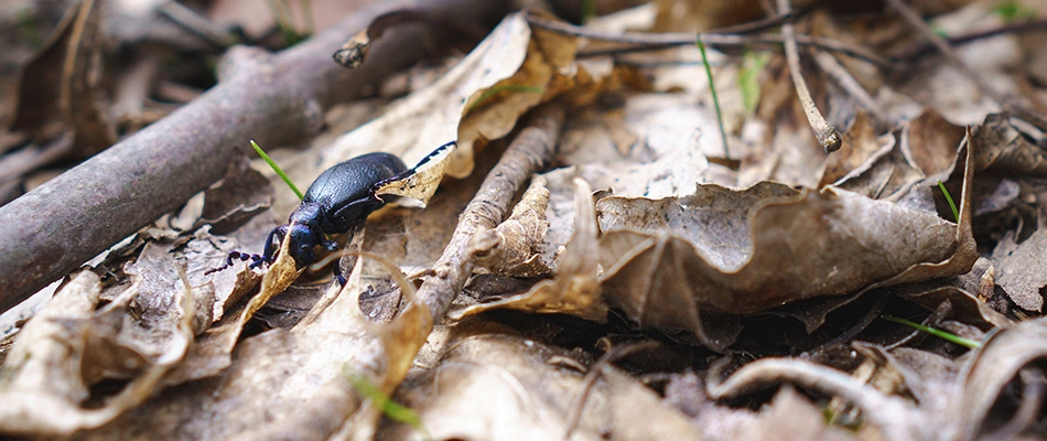 Bug crawling through leaf pile in Garland, TX.