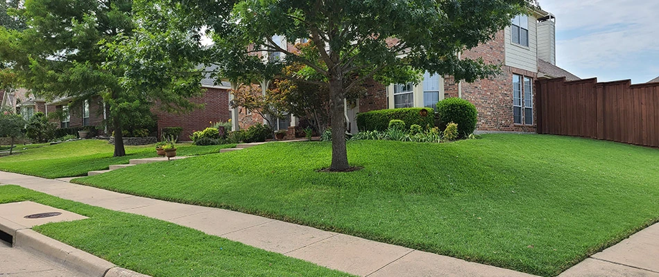 Maintained lawn by professionals in Fate, TX.