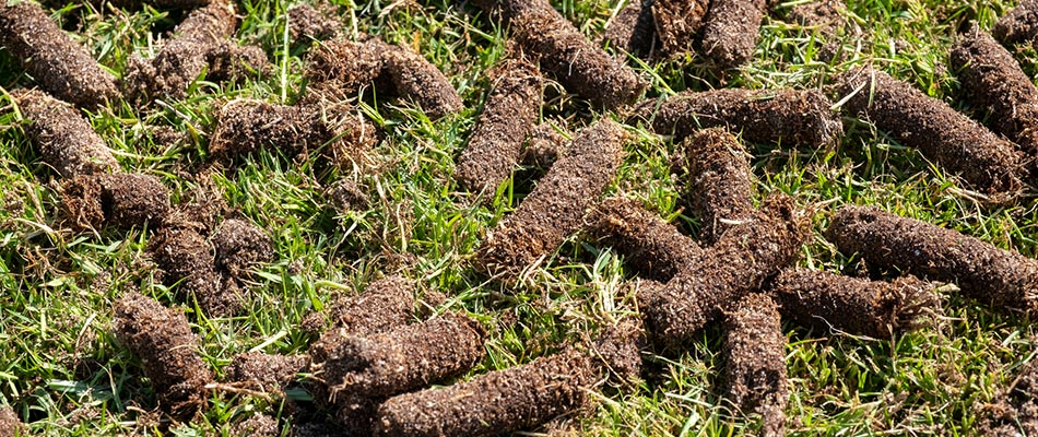 Core aerated plugs left in a lawn in Fate, TX.
