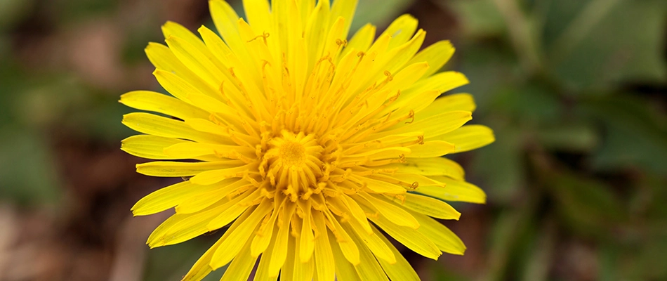 Dandelion weed in a lawn in Garland, TX.