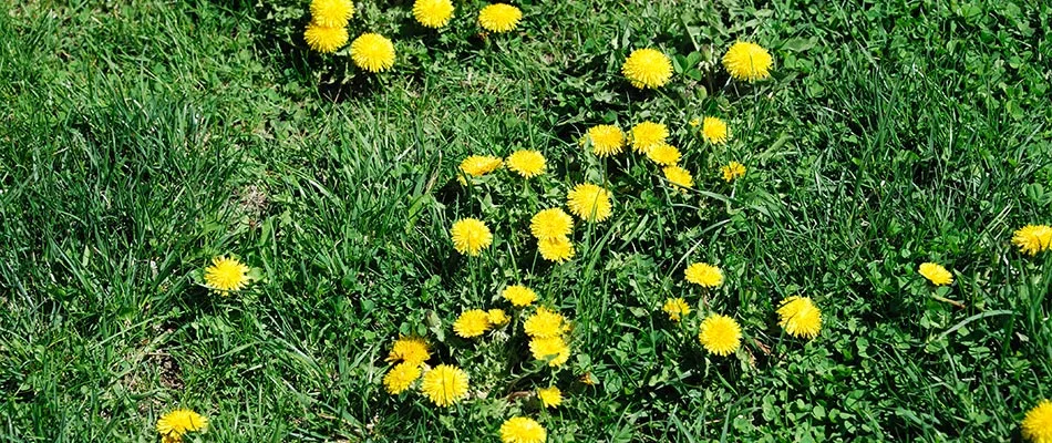 Dandelions in a fertilized lawn in Rockwall, TX.