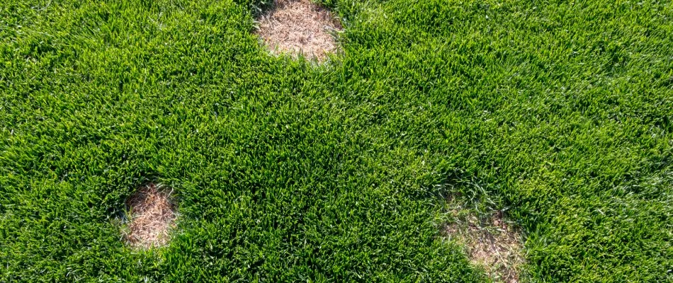 Dollar spot lawn disease found in lawn in Rockwall, TX.