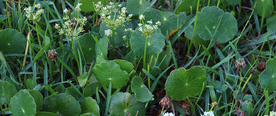 Dollarweeds in a lawn growing in Fate, TX.