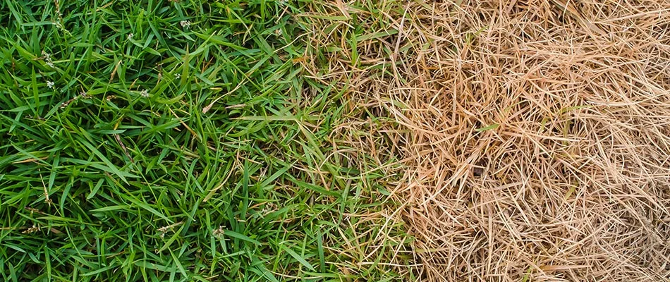 Fertilizer burn in a client's lawn after fertilizing themselves in Rock Wall, TX.