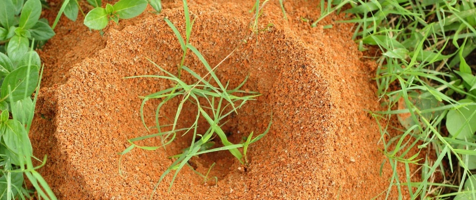 Fire ant hill found in a client's lawn in Rockwall, TX.