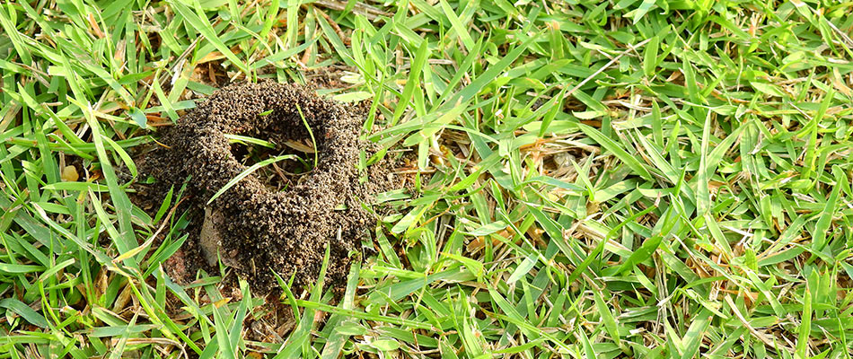 Fire ant hill found in a client's lawn in Rockwall, TX.
