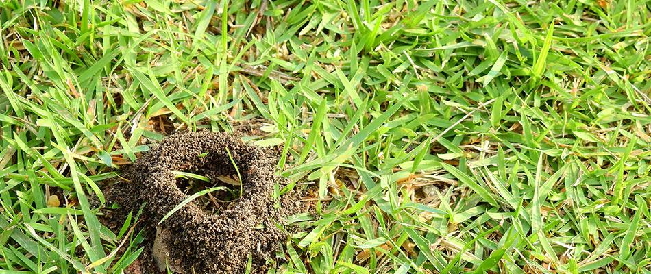 Fire ant hill infestation in a lawn in Fate, TX.