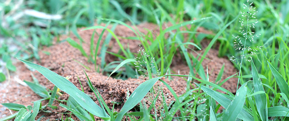 Fire ant hills in a lawn in Fate, TX.