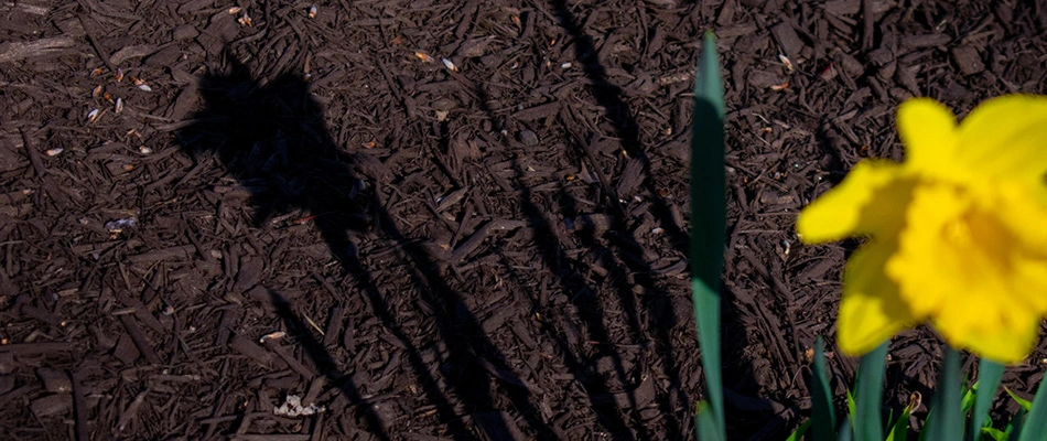 Flower in mulch landscape bed receiving nutrients in Plano, TX.