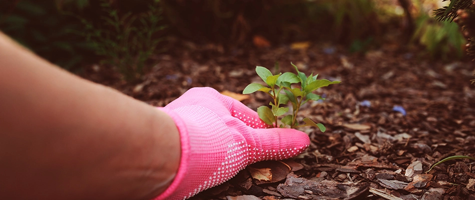 Gloved homeowner pulling weeds from landscape bed in Rock Wall, TX.