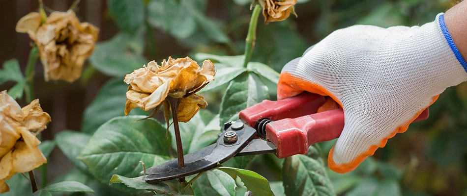 Gloved professional pruning a dead plant in a landscape bed in Rowlett, TX.