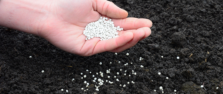 Granular fertilizer in professional's hands spreading into soil bed in Rowlett, TX.